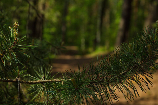 Pine branches on the background of a forest path. - Photo, Image