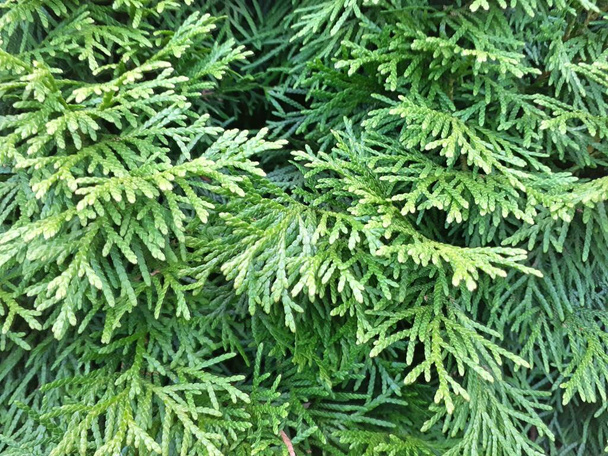 Thuja twig, Thuja occidentalis is an evergreen coniferous tree - Photo, Image
