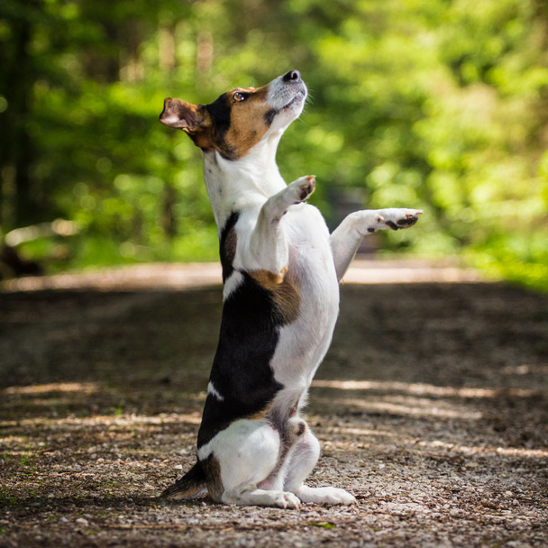 Dog jack russel terrier - Foto, imagen