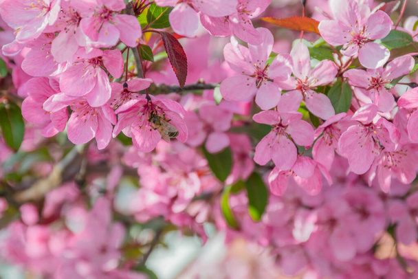 Many pink Sakura flowers - Foto, afbeelding