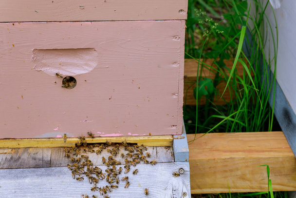 Κοντινό πλάνο της εισόδου των μελισσών σε μια εργασία που φέρουν κοντά στην κυψέλη ένα ξύλινο χρωματιστό κυψέλη. - Φωτογραφία, εικόνα