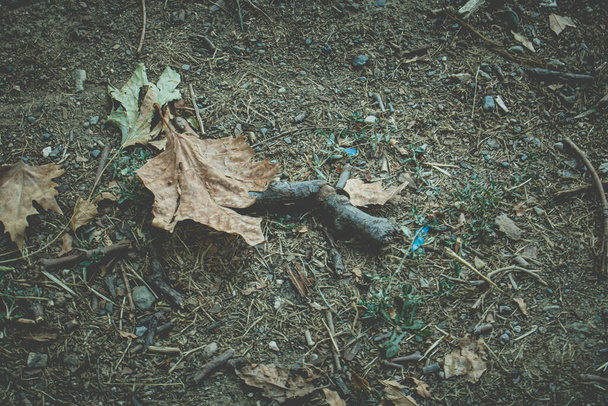 小さな枝で茶色の葉  - 写真・画像