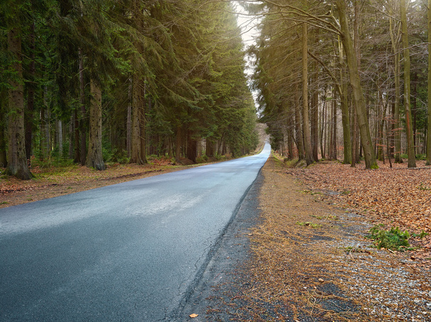 country road into forrest - 写真・画像