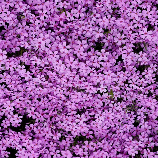 Violets flowers background natural beauty texture - Valokuva, kuva