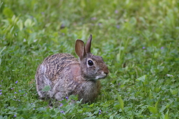 Cottontail Rabbit eating grass on a spring day - Photo, Image