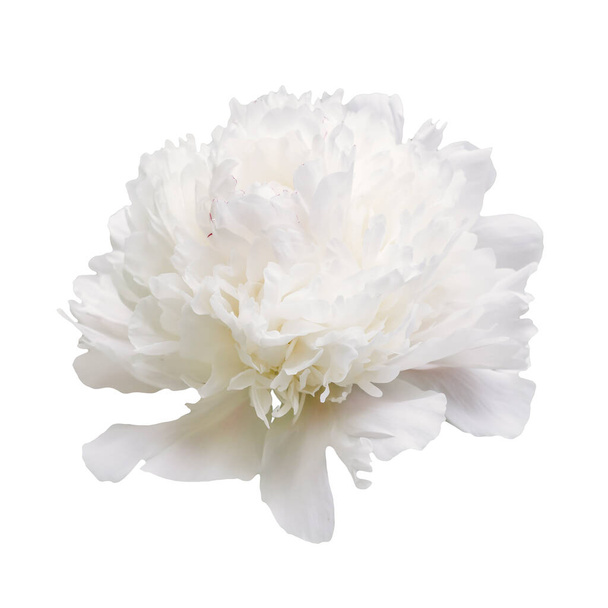 Peony flowers. Pastel soft colors. Floral background. - Photo, Image