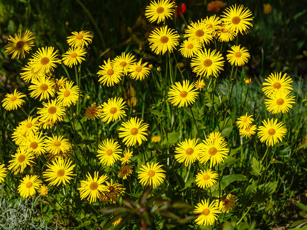 Yellow Flowering Doronicum Orientale Oriental leopard's bane Plants. Yellow doronicum flowers in spring garden. Yellow spring flower. - Photo, Image