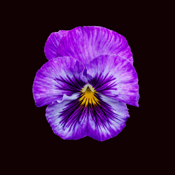 Pansy flower or spring garden viola tricolor. Flower arrangement and floral design - Photo, Image