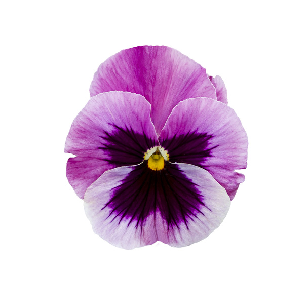 Viooltje bloem of lente tuin viola tricolor. Bloemenarrangement en bloemdessin - Foto, afbeelding