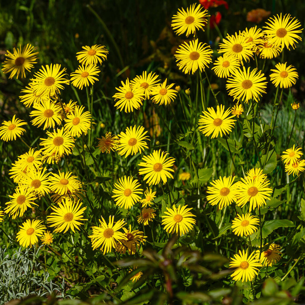 Sarı Çiçekli Doronicum Orientale Leopar 'ın Afet Bitkileri. Bahar bahçesinde sarı doronicum çiçekleri. Sarı bahar çiçeği. - Fotoğraf, Görsel