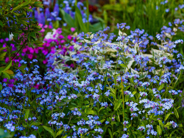 Flores azules de olvidarme-no. Fondo de verano o primavera. Copiar espacio
 - Foto, Imagen