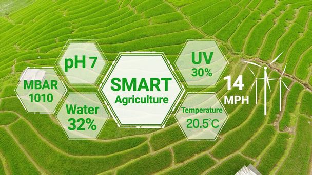 Smart digital agriculture technology by futuristic sensor data collection management by artificial intelligence to control quality of crop growth and harvest. Computer aided plantation grow concept. - Photo, Image