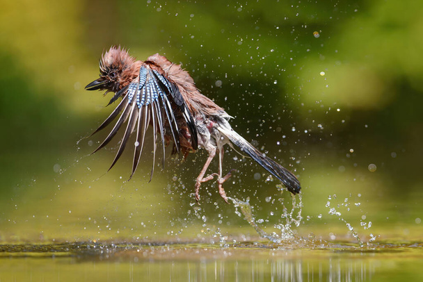 Eurasian Jay flying away after taking a bath in a pool in the forest in the South of the Netherlands - Photo, Image