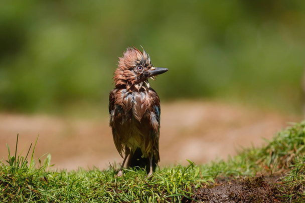 Eurasian Jay drying up after taking a bath in a pool in the forest in the South of the Netherlands - Photo, Image