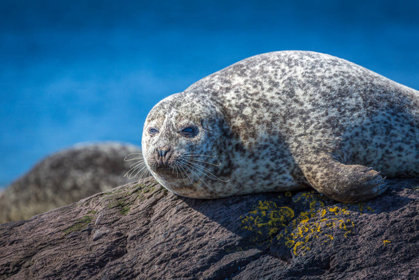 Seal on sea coast  - 写真・画像