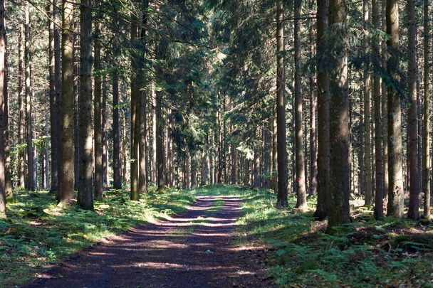 ドイツのヴルカニフェルの森の道をハイキング - 写真・画像