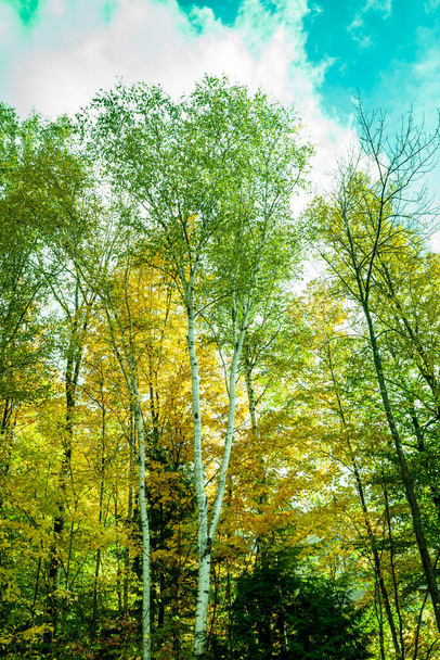 Retro effect towering birch trees in New Hampshire USA - Photo, image