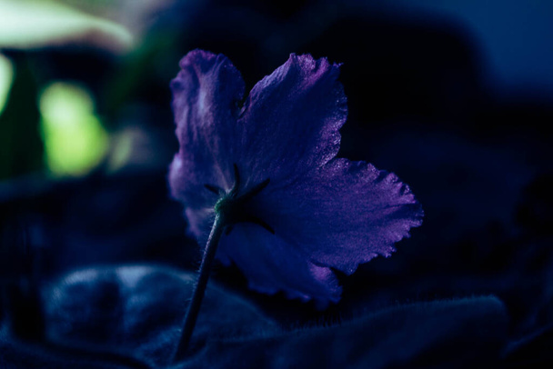 Modrý fialový květ s listy, umělecká fotografie - Fotografie, Obrázek