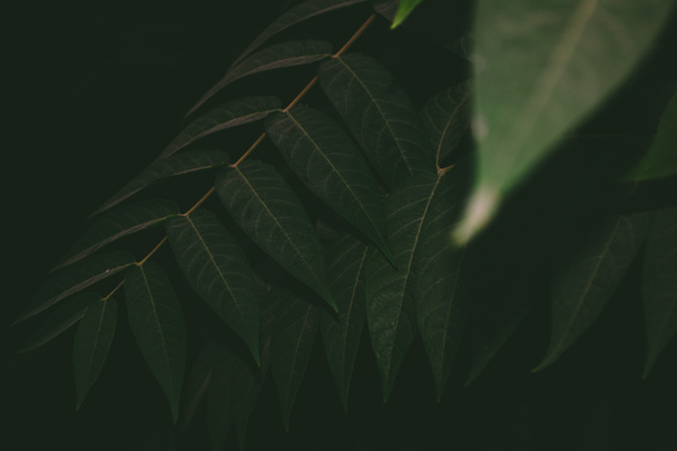 Vários ramos de um sumagre com folhas verdes em um contexto escuro
 - Foto, Imagem