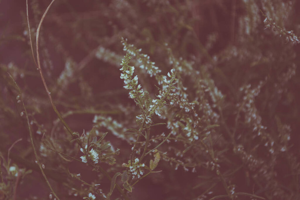 Macro photo of blooming white wild small flowers on blurred bokeh background - Zdjęcie, obraz