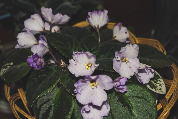 Witte violet Saintpaulia kamerplant bloemen met groene bladeren - Foto, afbeelding