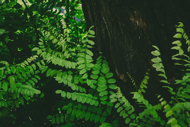 アカシアの木の幹と緑の若い葉が柔らかい色で、自然な背景、アート写真 - 写真・画像