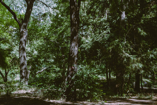 Maisema puistossa: puunrungot ja lehdet. Pehmeä painopiste - Valokuva, kuva