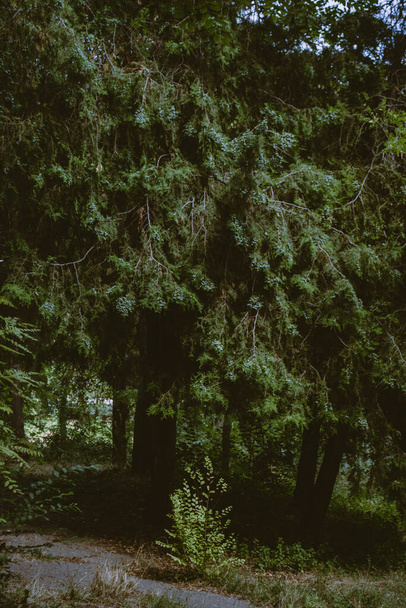 Τοπίο στο πάρκο: κορμοί δέντρων και φύλλωμα. Μαλακή εστίαση - Φωτογραφία, εικόνα