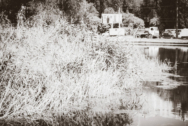 Paysage dans le parc : roseaux secs près de l'eau, des arbres et du ciel. Photo d'art teintée en noir et blanc couleurs monochromes, effet grain film
 - Photo, image