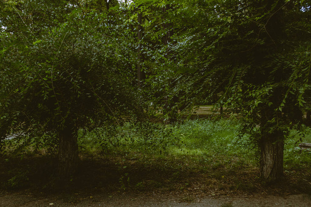 Τοπίο στο πάρκο: κορμοί δέντρων και φύλλωμα. Μαλακή εστίαση - Φωτογραφία, εικόνα