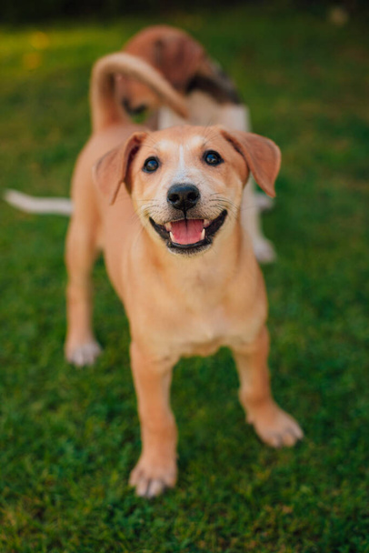 Happy, smiling, Small and beautiful puppy plays in the yard with her siblings and looks in the camera - Photo, Image