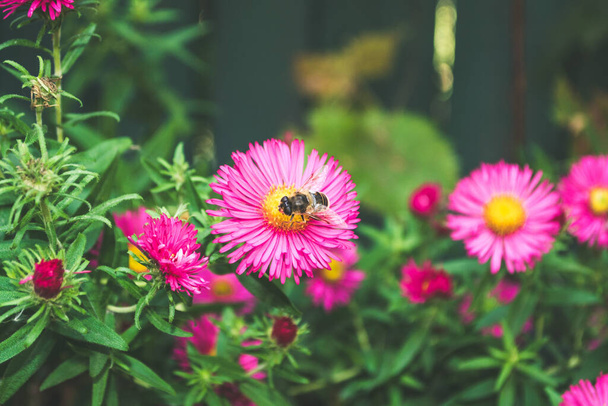 マクロ写真、緑の茎と庭の葉を持つピンクの花に大きな蜂 - 写真・画像