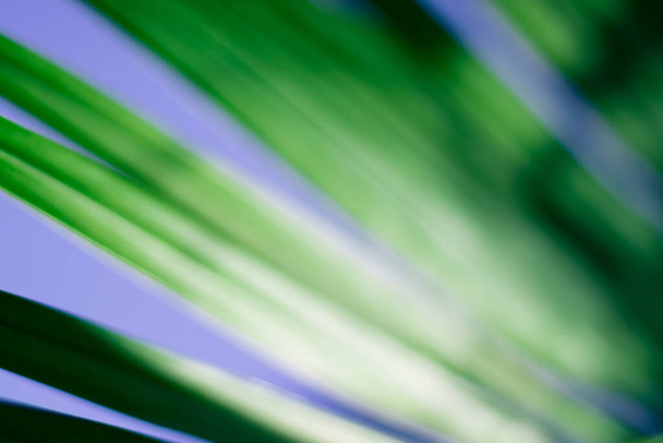 Fond florale flou abstrait. Palmier tropical laisser macro photographie. Belle toile de fond pour le webdesign - Photo, image