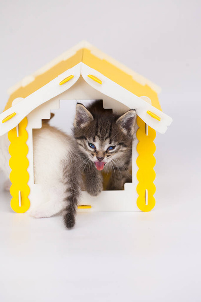 Small and cute kitten in a yellow house on a white background. Positive mood and a good day. Self isolation concept - Φωτογραφία, εικόνα
