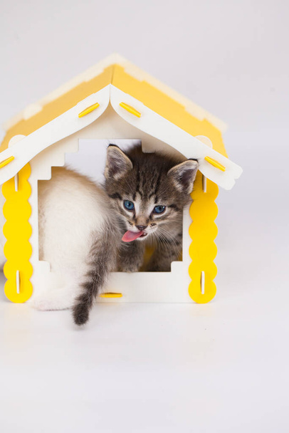 Small and cute kitten in a yellow house on a white background. Positive mood and a good day. Self isolation concept - Φωτογραφία, εικόνα
