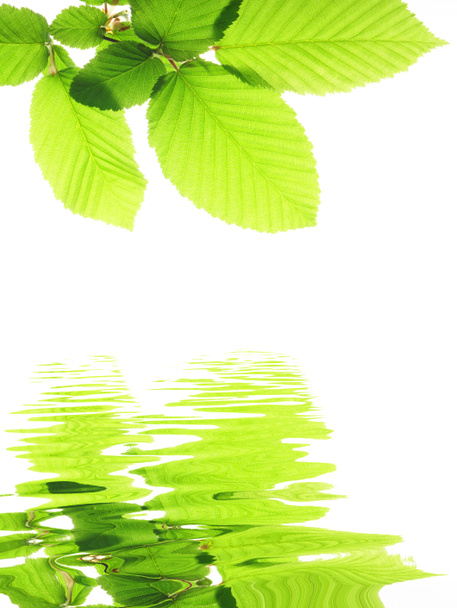 Green leave and water - Photo, Image
