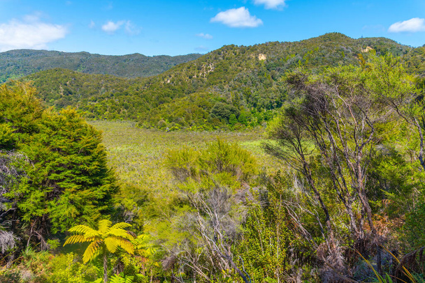 Canopy of Abel Tasman national park in New Zealand - 写真・画像