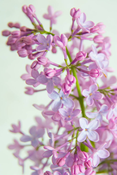 Branch with spring lilac flowers - Φωτογραφία, εικόνα