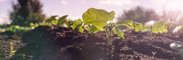 Green sprout growing from ground, new life or start or beginning concept. Wide banner - Foto, Bild