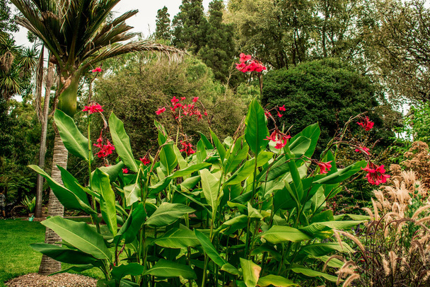 Beautiful Flowers In Botanical Garden in Geelong Australia - Photo, Image