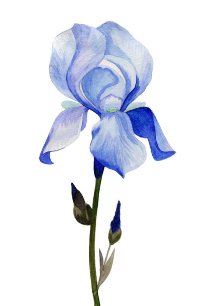 Iris flowers, hand-drawn in watercolor. Sketch - Фото, изображение