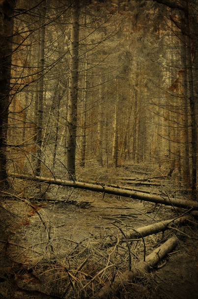 pad naar griezelig donker fir tree forest - Foto, afbeelding