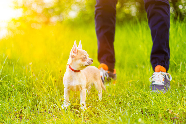 Zamknij zdjęcie nogi młodego człowieka spacerującego z szczeniakiem chihuahua psa w parku letnim. Posłuszny zwierzak ze swoim właścicielem. - Zdjęcie, obraz