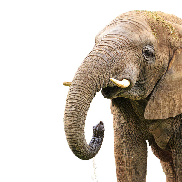 Um elefante africano usa seu tronco para atirar água em sua boca, isolado contra o fundo do estúdio branco
.  - Foto, Imagem