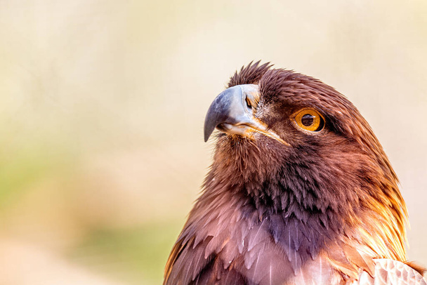 Closeup shot of a Golden Eagle bird looking left  against a blurred outdoor background environment of green leaves and trees. - Fotó, kép