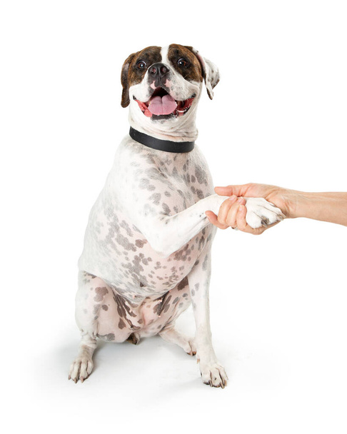 Friendly pit bull chien de race mixte regardant comme s'il est souriant, mains heureuses et tremblantes haletant avec sa langue dehors, isolé sur fond de studio blanc
 - Photo, image