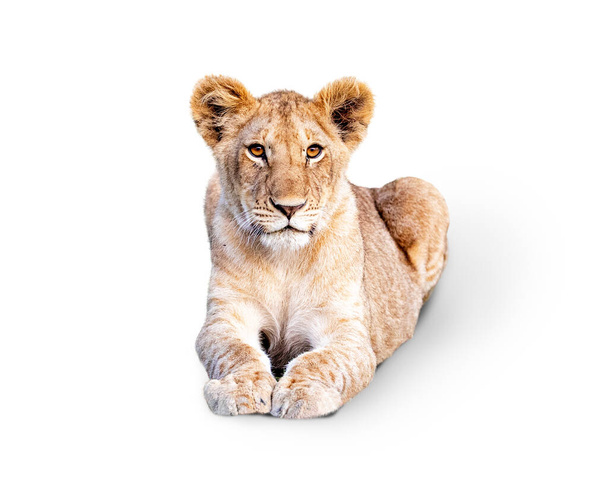 Young African Lion Cub lying down and looking forward. Isolated on White - 写真・画像