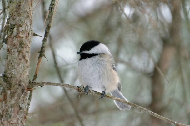 Black-capped Chickadee (Poecile atricapillus) perched on a tree branch - Фото, изображение