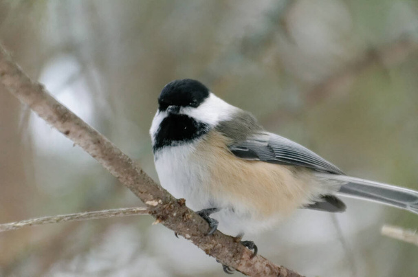 Black-capped Chickadee (Poecile atricapillus) perched on a tree branch - 写真・画像