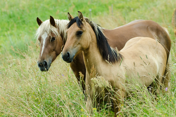 Dos caballos en el pasto
 - Foto, Imagen